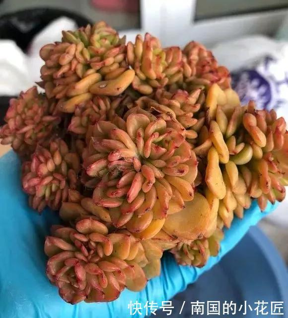 『图片作者』多肉变成白菜价,几毛钱1棵,有的都白送,你买贵了吗?