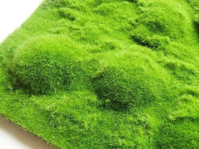 『盆栽』一种苔藓非常灵动,不甘于做装饰物,直接放在盆里能做盆景