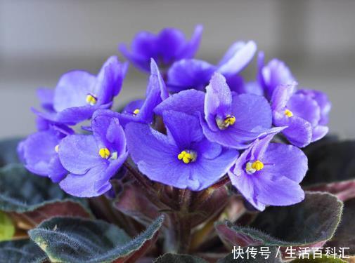 『卧室』卧室里养上这4种花卉,枝叶翠绿格调高,提升睡眠质量更健康!