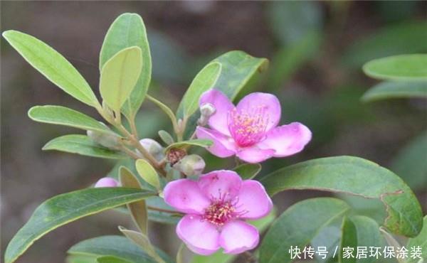 「别致」新手养花,不如养观赏精品:桃金娘,清香别致,美丽动人