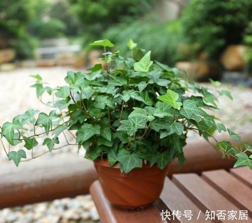  长寿花|这4种“花”，聪明人都不买，掐个枝，插土就能活，不花一分钱！