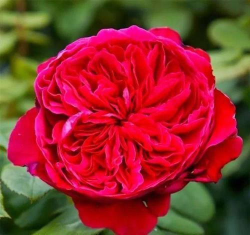 『妖娆』此花花色红红火火,开花量多,花朵硕大,养护在庭院妖娆多姿