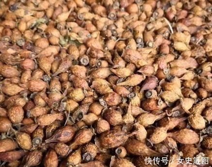  收购■说好的8元一斤，大量种植以后却没人要，全都用来泡酒？