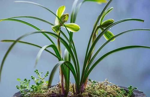  「情况下」兰花病歪歪的不开花？3点做不足，养成“吊兰”，难开花