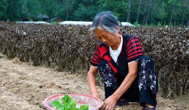 曾经滞销的大白菜，许多农民放弃种植，为什么他愿意继续种植