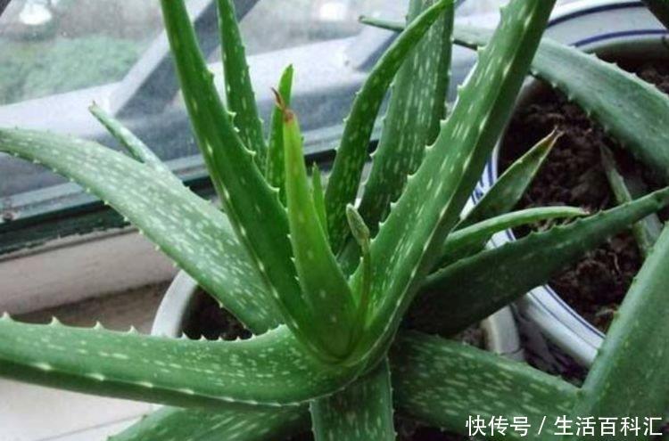  艳丽■几款艳丽的花卉，漂亮好闻，财源滚滚来，招财又开运，你养了吗？