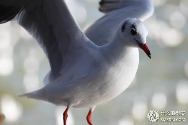 8012年，我的佳能500D和他的朋友们