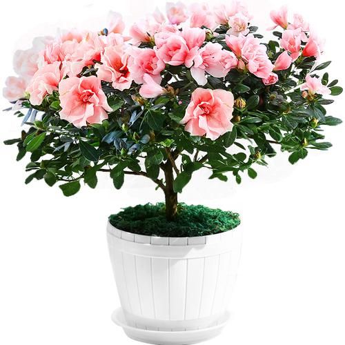 室内外■喜欢花的人有福了！家里种这几款“植物花”，好养耐活，忒漂亮