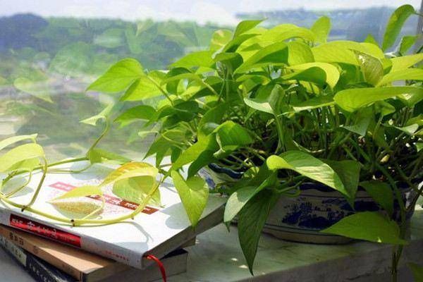  生长有很大■这四种常见绿植爱“喝油”，每隔七天喂一勺，叶子油绿开花旺盛