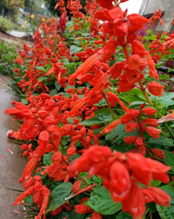  土壤■乡下常见的一种花，姥姥叫它“一串红”，花芯甜甜的，你吃过吗