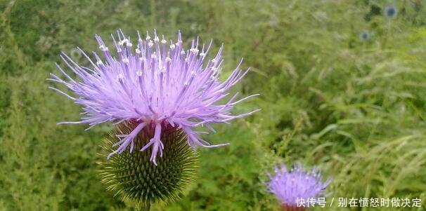 有种野菜的叶子边缘长满了刺，让人看了都害怕，却有着很高的价值