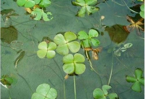 『植物』“它”与田字草同生一处,却有不同命运,一个做绿化,一个是杂草