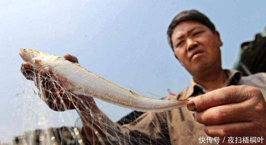 世界上“身价最高”的几条鱼，查干湖头鱼排第三，第一超过1亿元