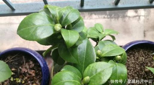  「扦插上以后」新手扦插茶花，记住1个“笨办法”，四季能操作，简单易成活！