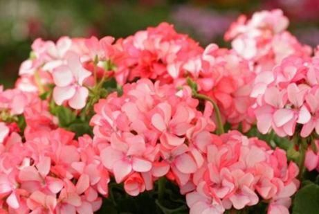  『芳香』这4款花花，丢到阳台，四季开花，开花芳香四溢，香飘溢满屋