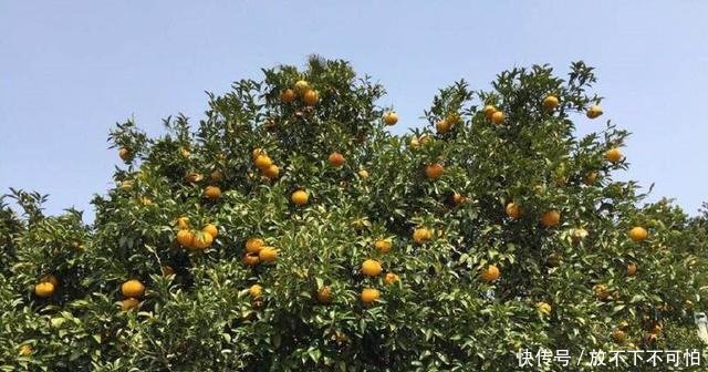  旺宅@农村房前不能乱种树，明白人种这3种，可以“旺宅”，你种