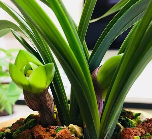  『植物』兰花根系和开花的关系，磷酸二氢钾会使兰花中毒是怎么回事？
