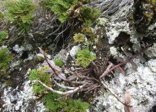  『种植在花盆里』1种不起眼的“植物”，生长在山脚下，被称为“石柏”，看着高贵