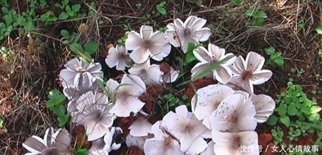  鸡纵菌@农村婶儿在山上放羊 看见这个东西高兴 羊都不要了也要挖