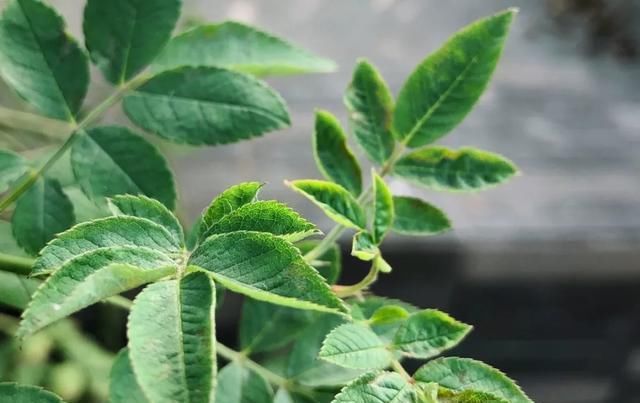 十一月,家里的植物