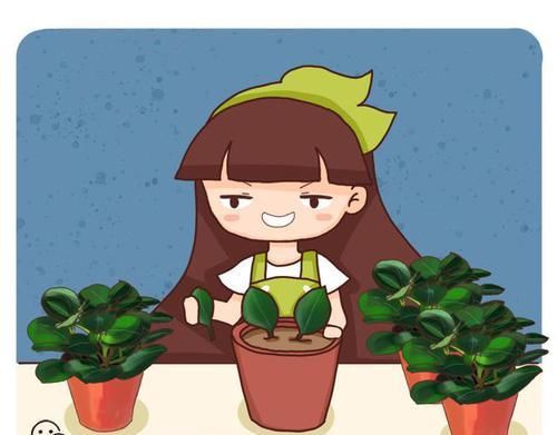  看起来■这7种植物，家庭里常见，看起来漂亮却有毒