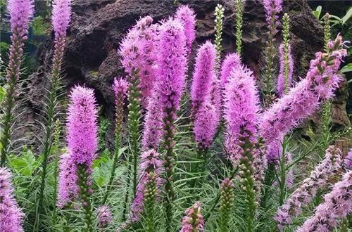 『霸气』这花能长一米多高,开的时候像烟火,种在家里特霸气!