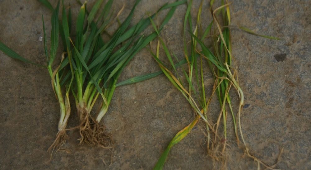  「返乡」农民打工返乡，田间小麦发黄，怀疑肥料有问题，农技专