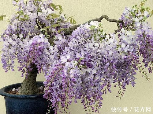 盆栽紫藤大家见过吗？比盆景都漂亮，夏天开花一串一串的