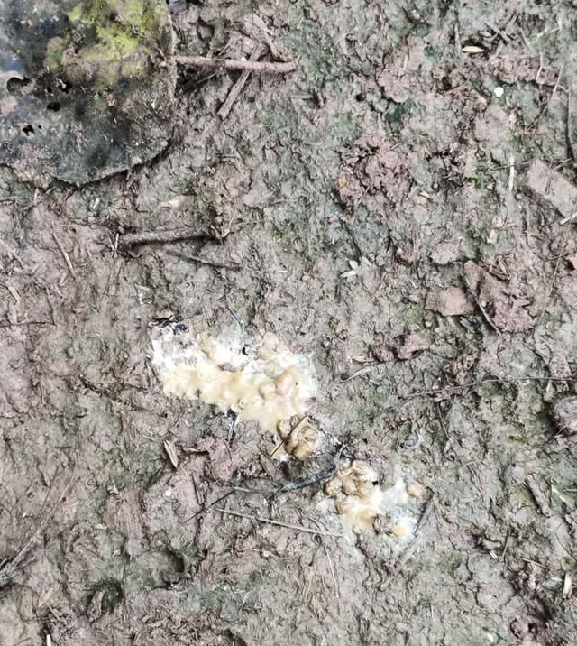  下雨以后@土鸡养殖，预防鸡群踩踏死亡的问题，养殖户需要从场地建设开始