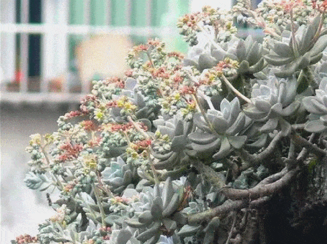  种多肉植物：多年前，这种“多肉”在农村“成灾”，皮实爆盆快，是麻雀的最爱