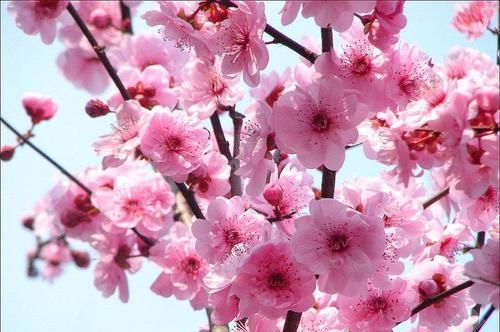  「观赏价值」喜欢养护花卉，我们就选择花色艳丽，花期长，观赏价值较高的花卉