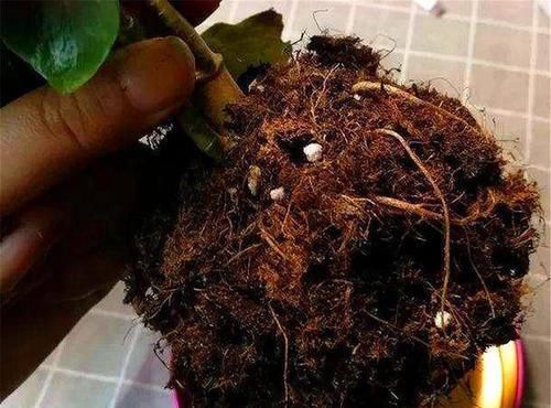 「盆地土壤」长寿花老桩开花难?根系受损是关键,做好3点,根系健壮开花多