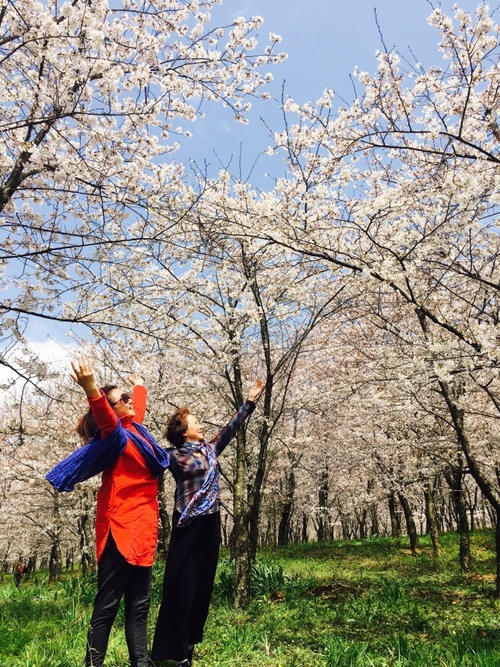 在贵州私藏的人间仙境里，做一场6000亩的樱花梦