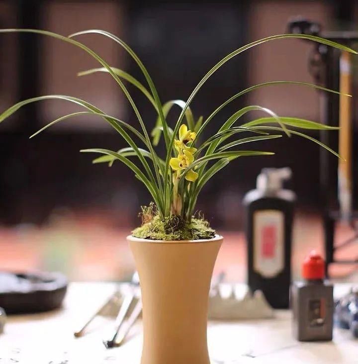 浓香花卉|室内养花,这四类花最好不要养,小心危害健康和安全!