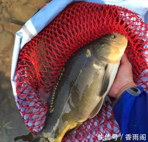 「饵料」别总嫌鲤鱼难钓,只需掌握4招,再狡猾的鲤鱼也会乖乖吃饵