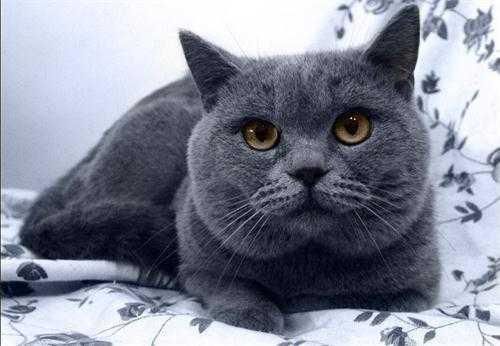 辟谣:这些关于养猫的五条传言,你相信了几条