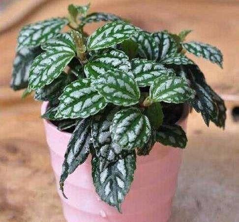 「植物」厨房油烟太大了?放几盆植物,效果超好!