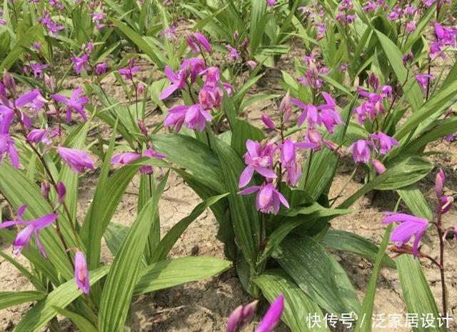 【白芨】人称“白芨”,从远处看像杂草,根茎肥大、价值高,如今珍贵!