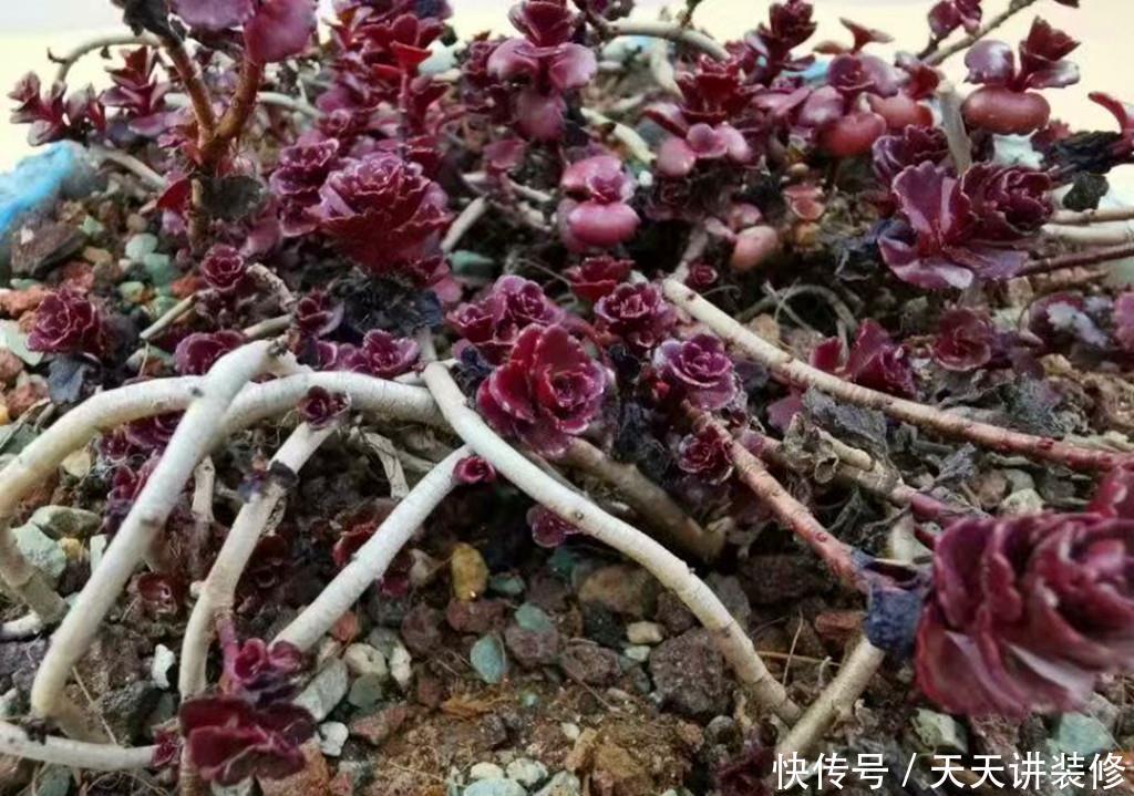  『冬天』多肉小球玫瑰，繁殖能力如野草，冬天也能快速爆盆，紫红一片