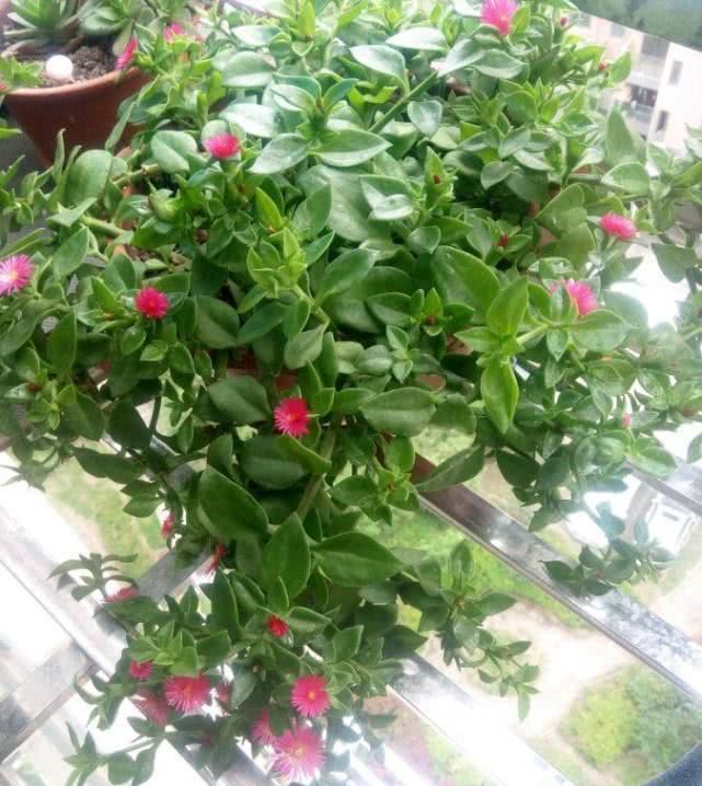  中花■最好养的室内植物，扦插就能活，花叶俱美的同时还能四季开花