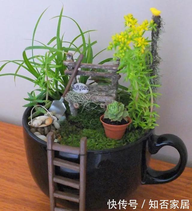 「装饰」在茶杯里建花园,美到惊艳!31万网友疯狂点赞