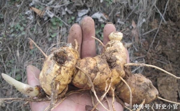  「农户」产地8元一斤，亩产4000斤，深山采挖一天赚300，农户为