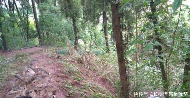 农村小伙养殖36元一斤的野味，年产值几十万元