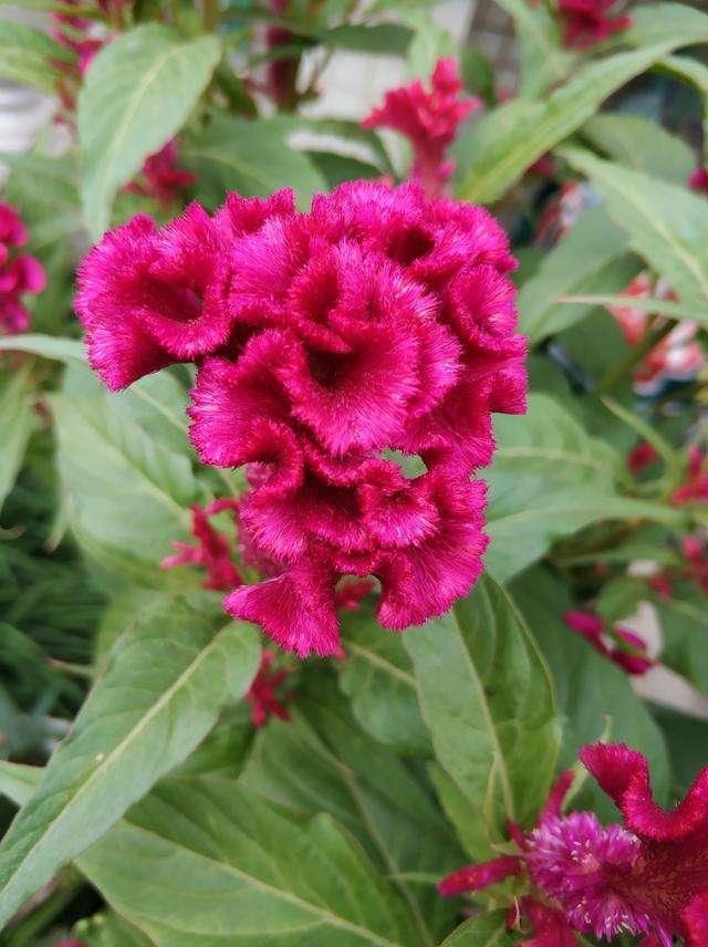  【比头】养过鸡冠花吗？一朵花比头还大，很多小孩都爱玩它！