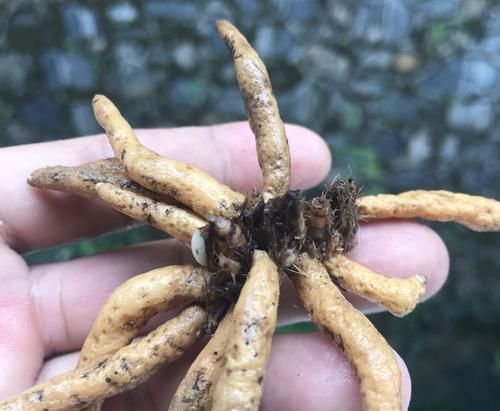  【发芽】只有根系没有叶片的兰花还能养吗？挖个坑埋起来，一个月见惊喜