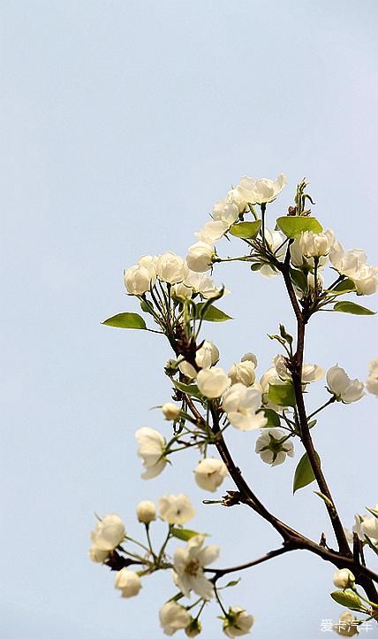  【梨花】【春龙】那年梨花盛开时