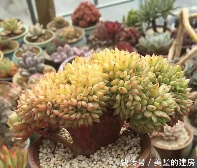 适得其反|养多肉,不要有“求快”心理,循序渐进,求快小心“适得其反”