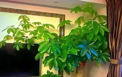  【比花】不要再扔掉这个东西了，往花盆里加一个花就多了，叶子绿了，比花强10倍