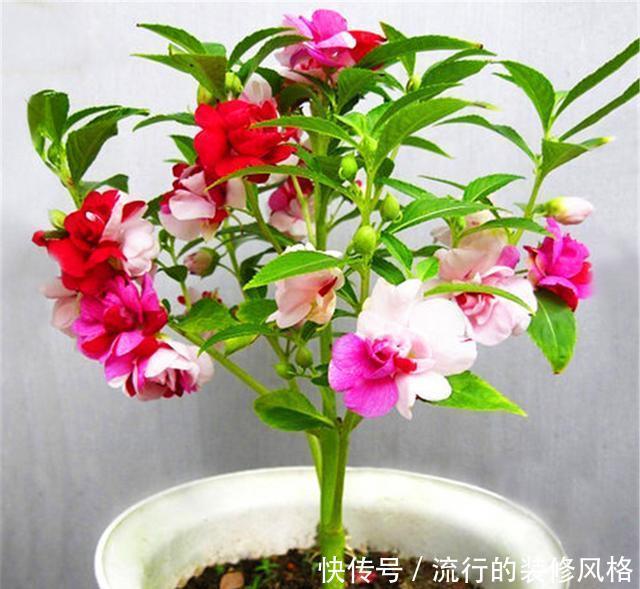  多浇水|家庭盆栽凤仙花，做好“3个多”，花开爆盆香气浓，邻居都羡慕