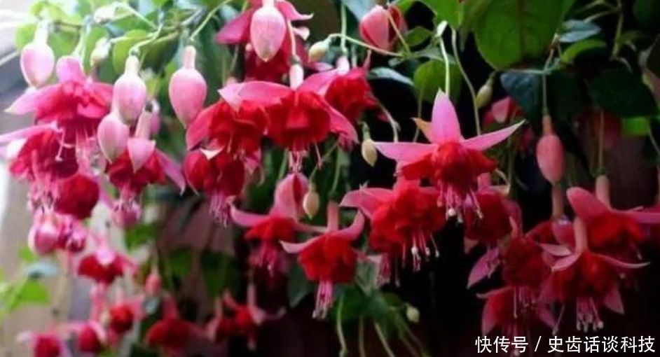 「虎皮兰」卧室就养“3种花”,赏心悦目,清香安神,改善睡眠质量!